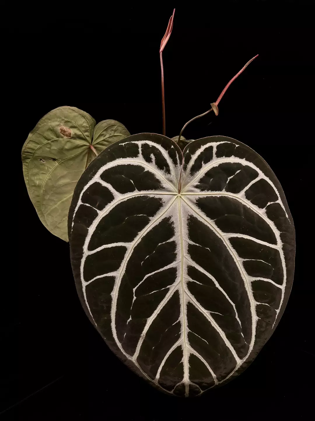 2 Pack! Anthurium SKG Grey x self sprouts thumbnail