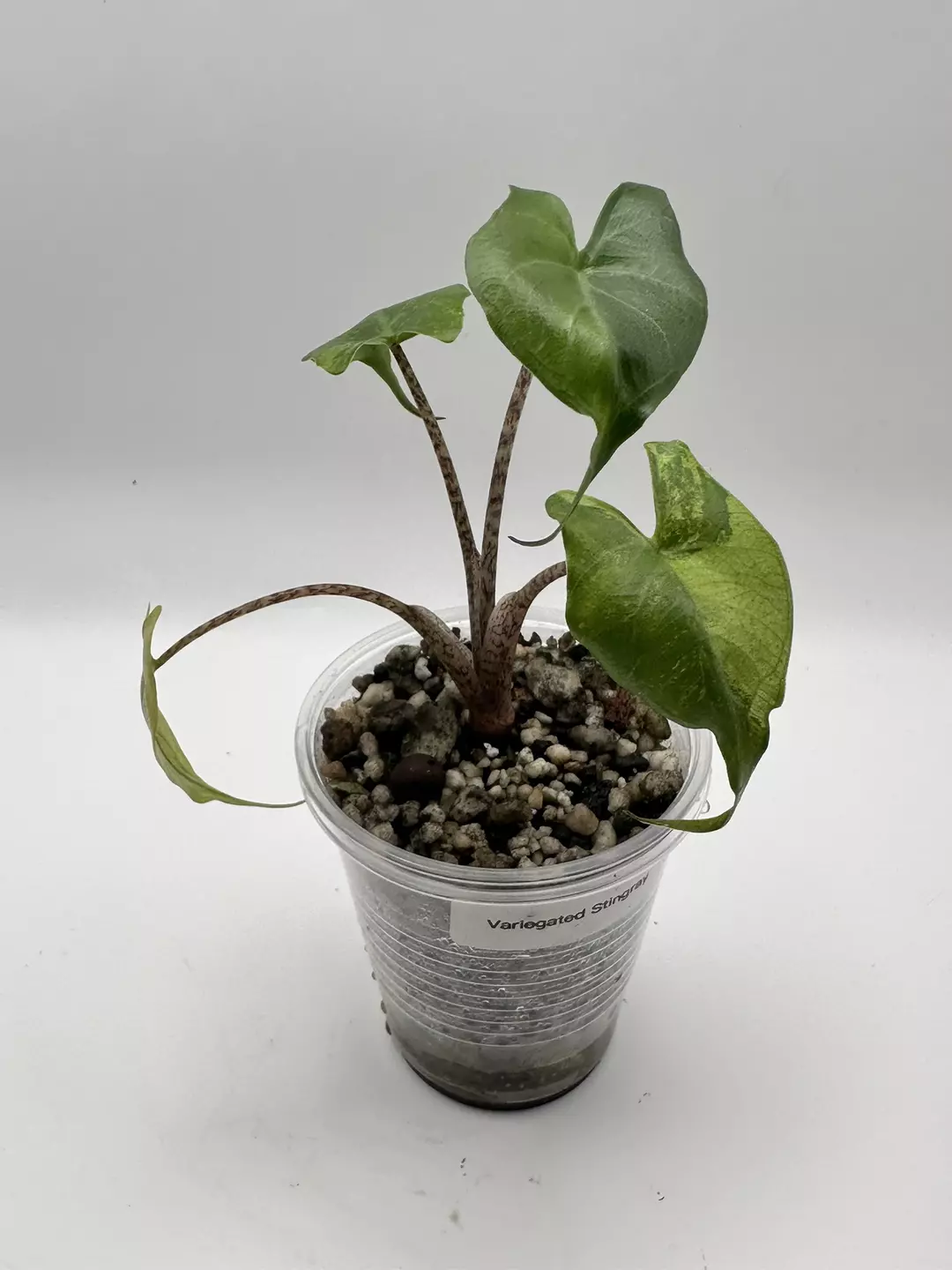 Variegated Stingray Alocasia thumbnail