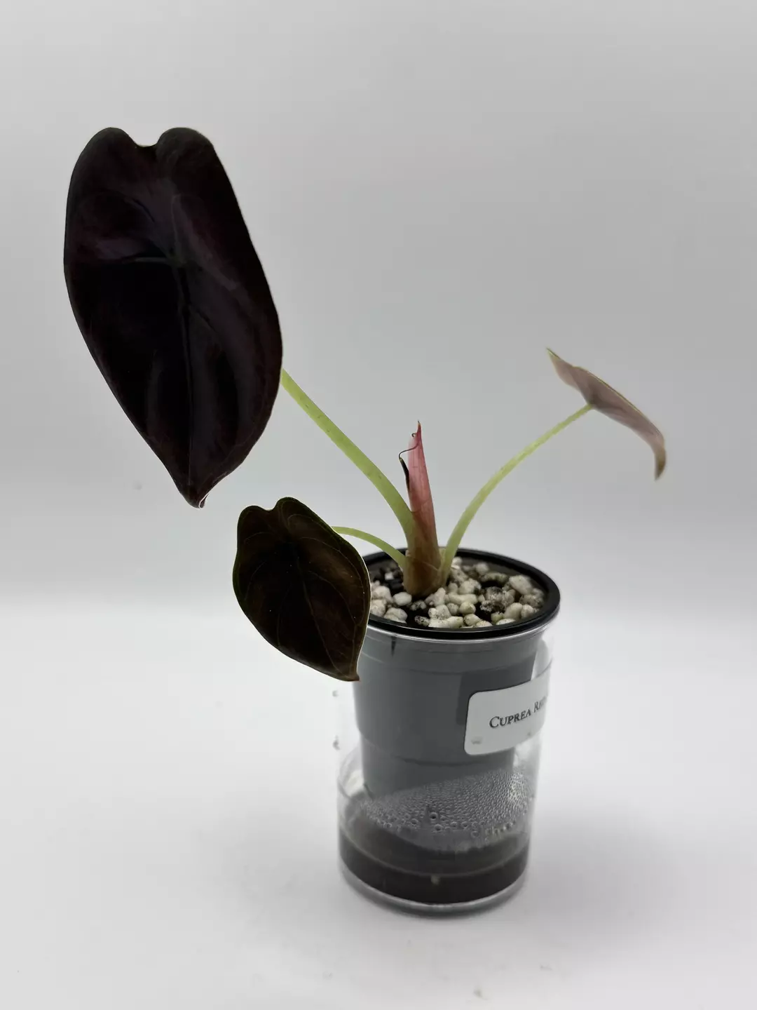 Cuprea Red Secret Alocasia thumbnail