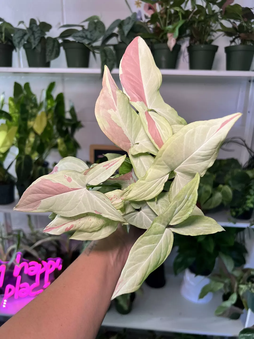4” Syngonium Pink Salmon C - Exact Plant🌱 thumbnail