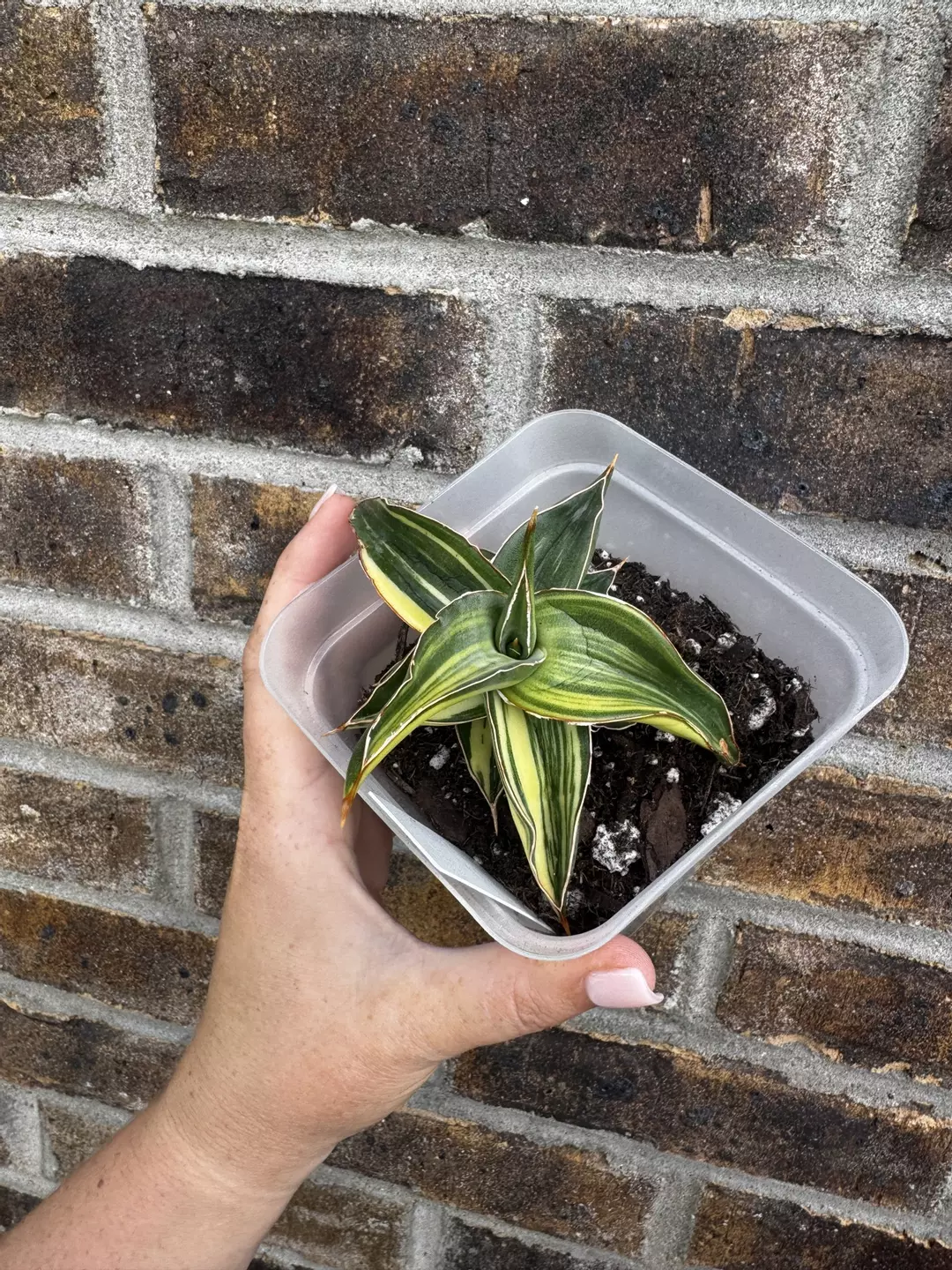 Blue Leaf Variegated thumbnail