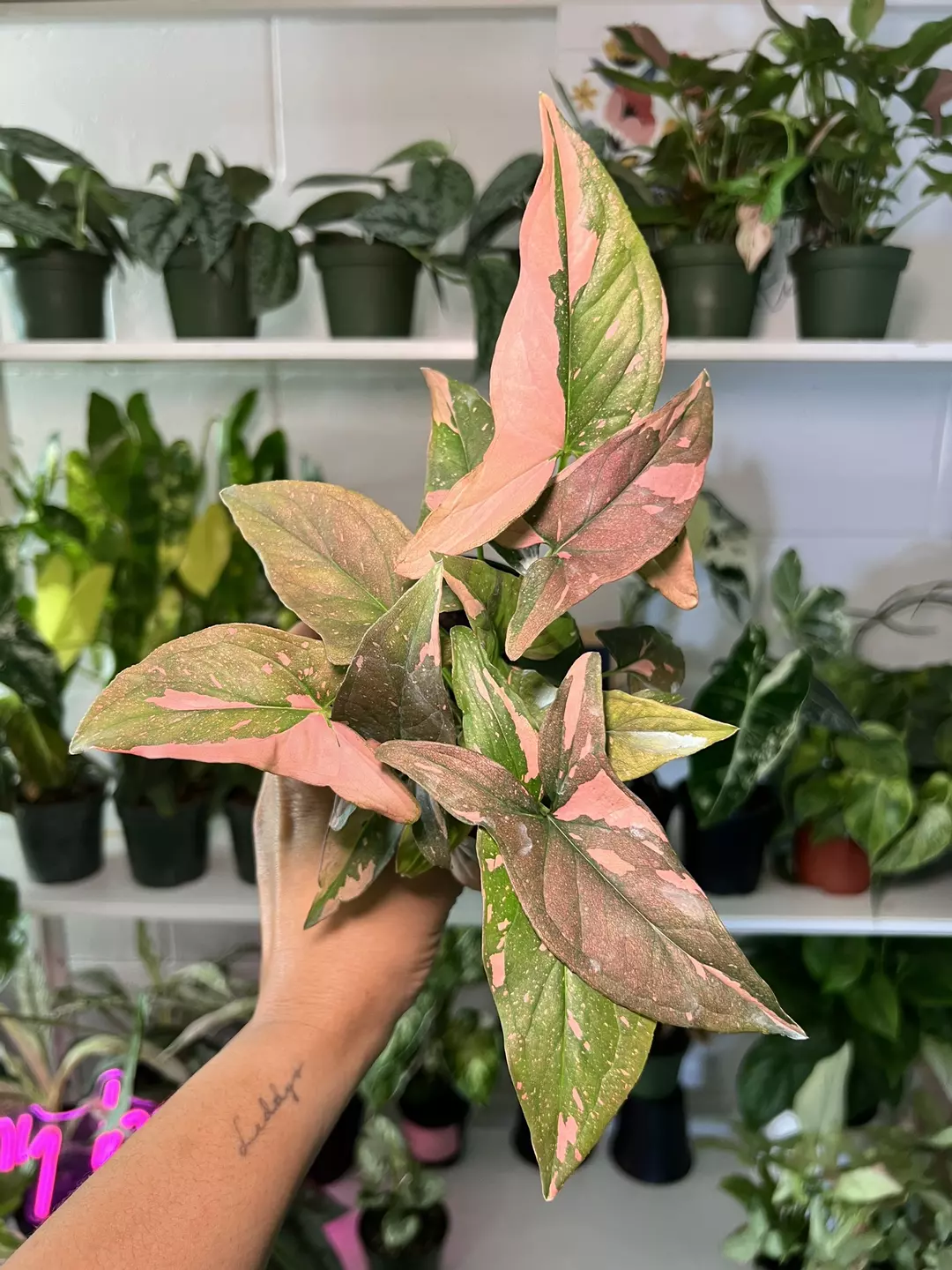 4” Syngonium Pink Splash B - Exact Plant🌱 thumbnail