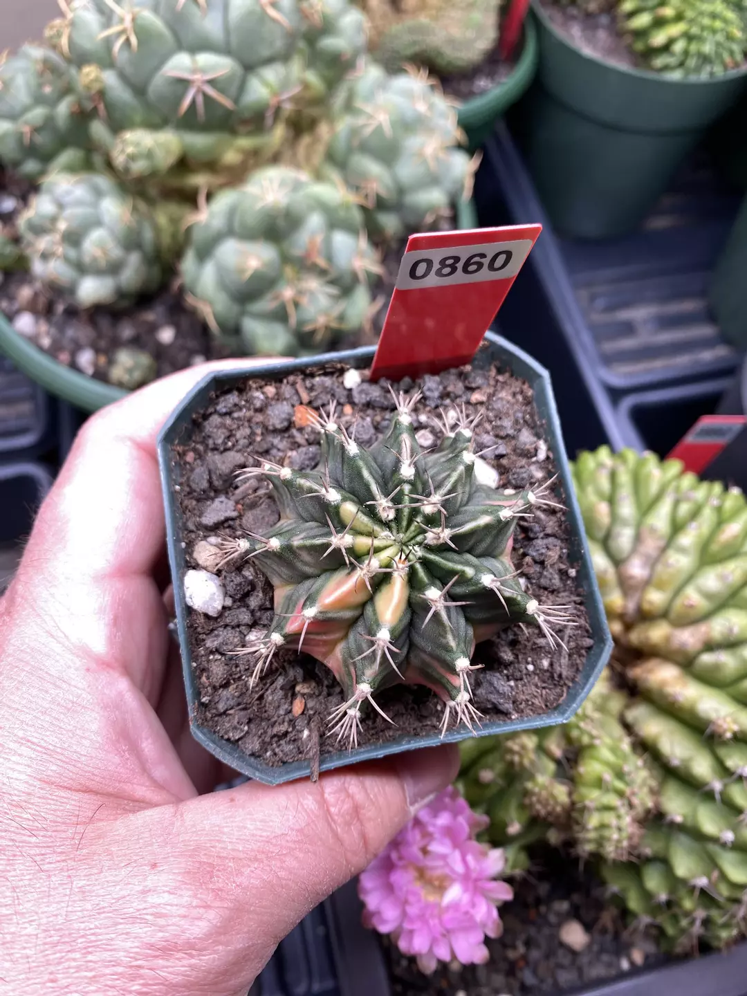 860 Gymnocalycium cv Birds Nest thumbnail
