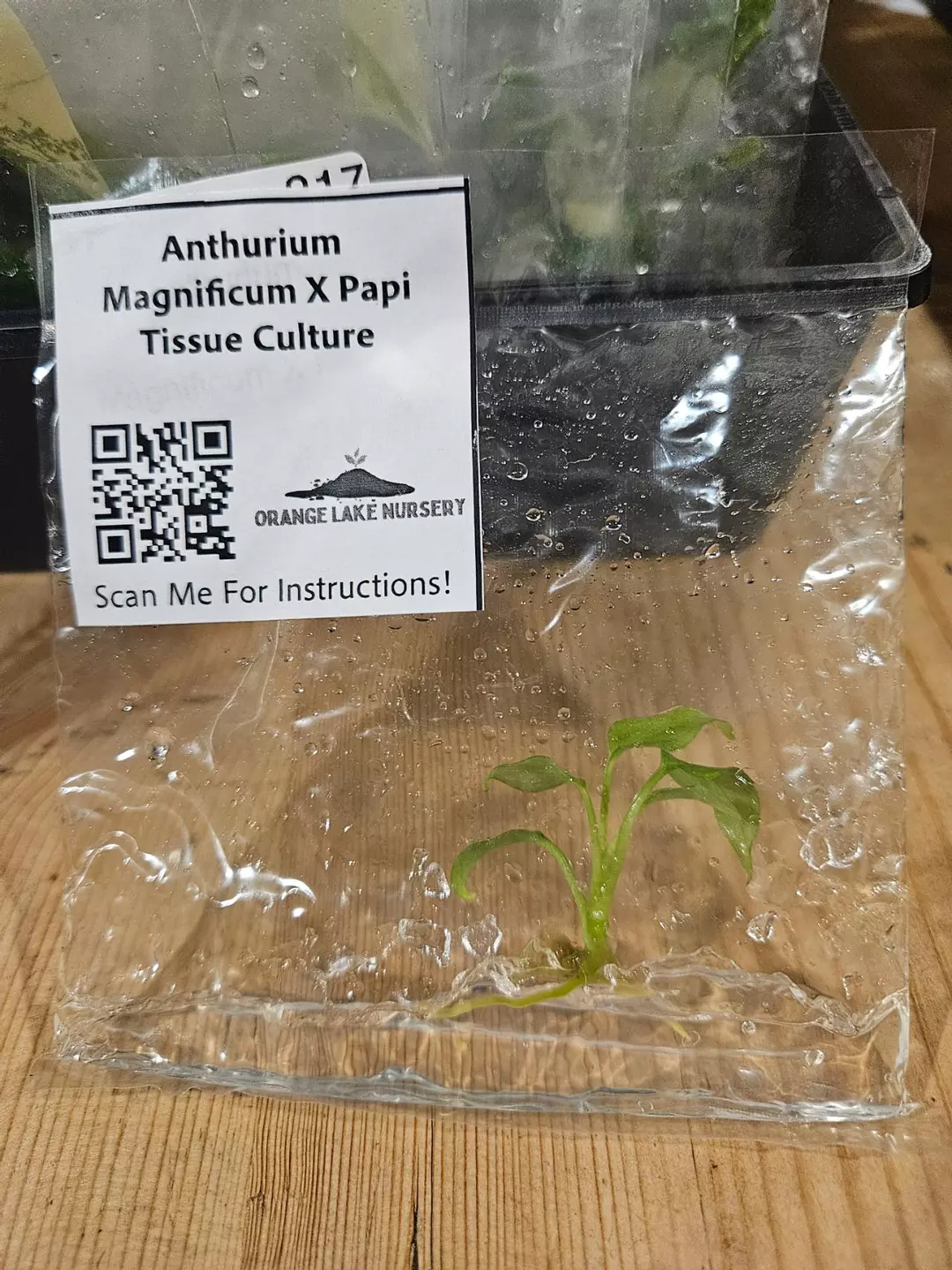 TC Anthurium Magn x Papi thumbnail