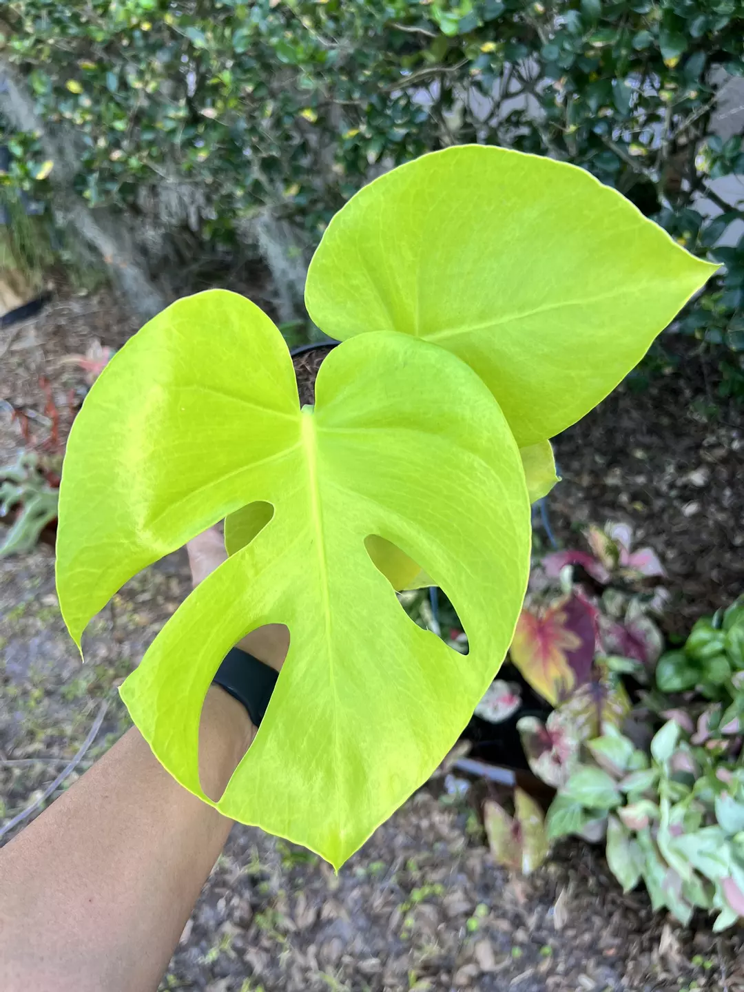 Monstera lemon lime 6” pot thumbnail