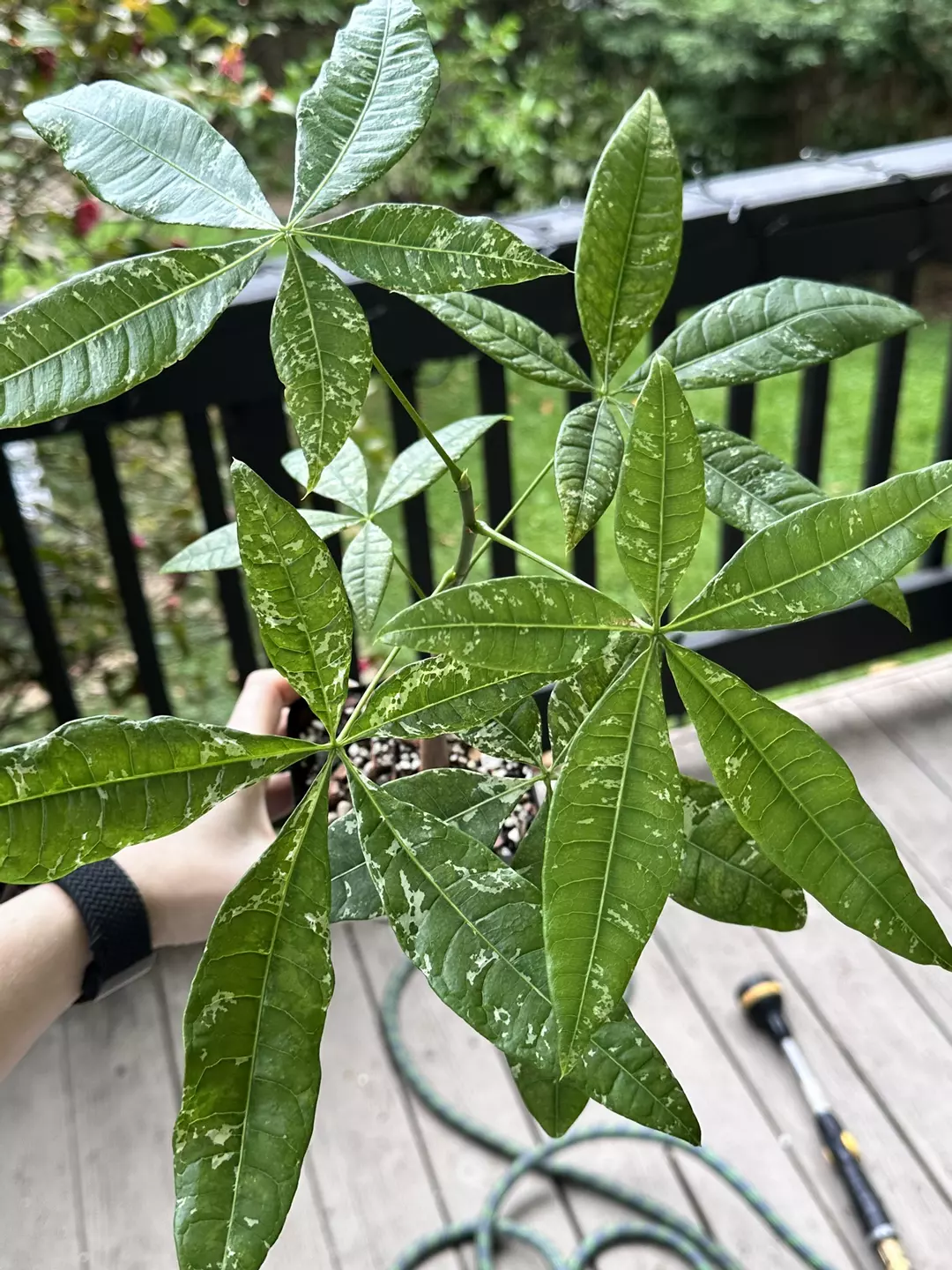 Variegated Money Tree thumbnail