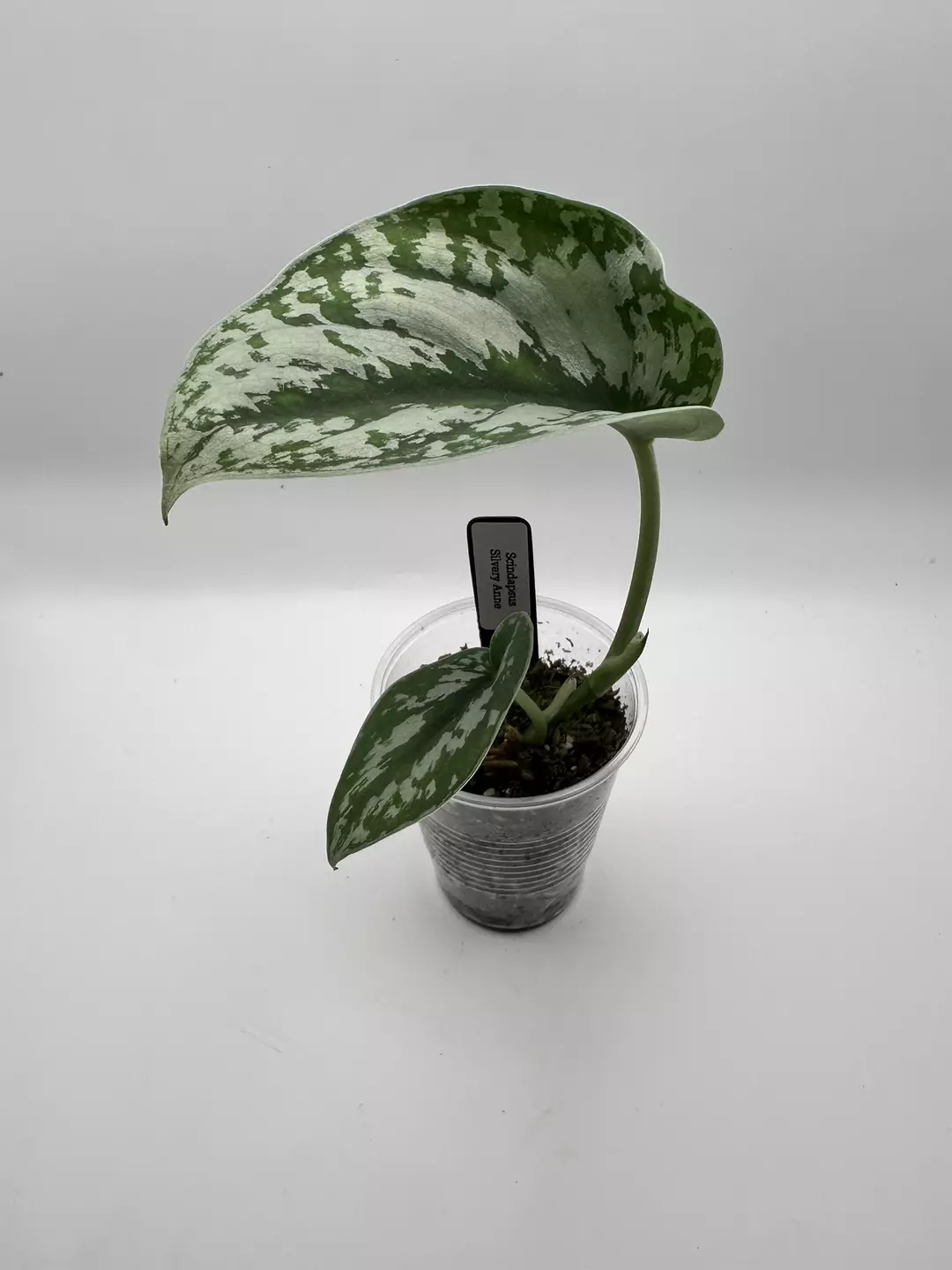 Scindapsus Silvery Anne thumbnail