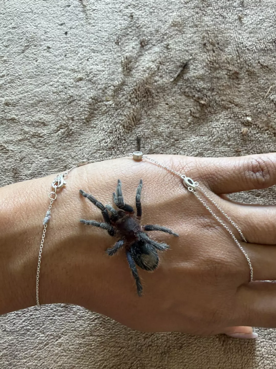 Thrixopelma cyaneolum thumbnail