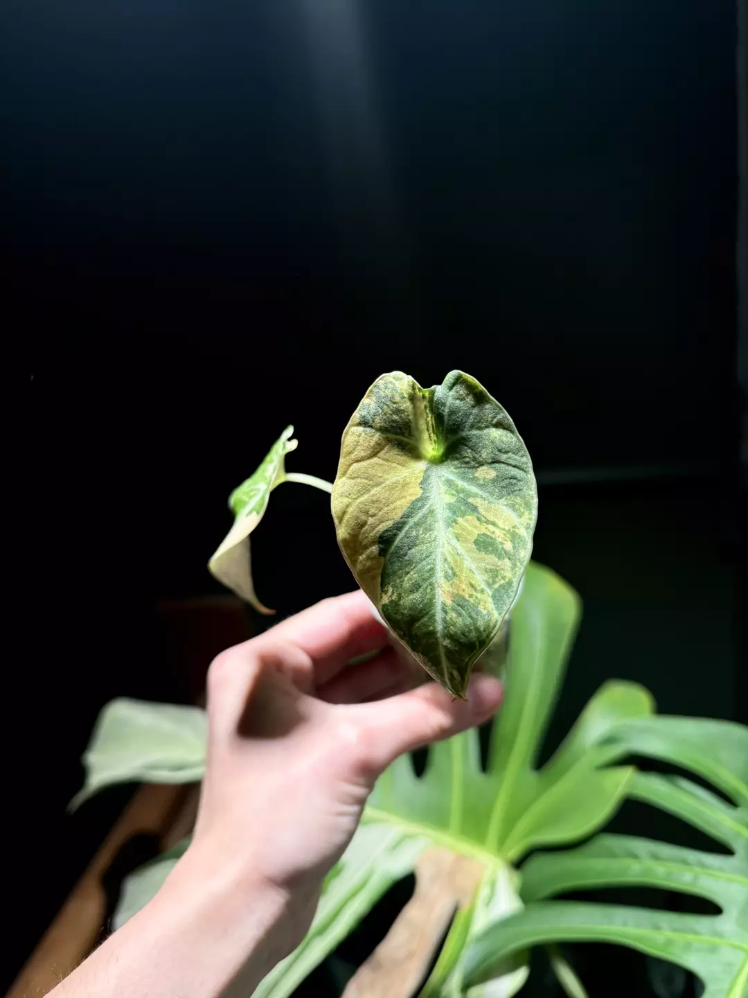 Alocasia Black Velvet Gold thumbnail