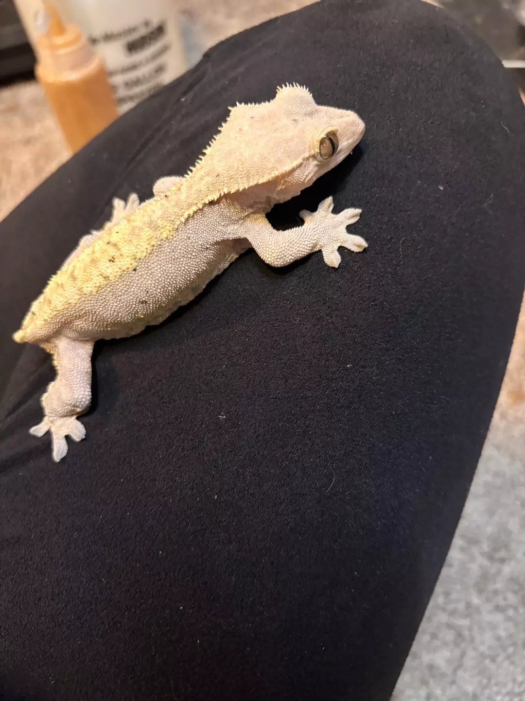 Female Crested Adult thumbnail