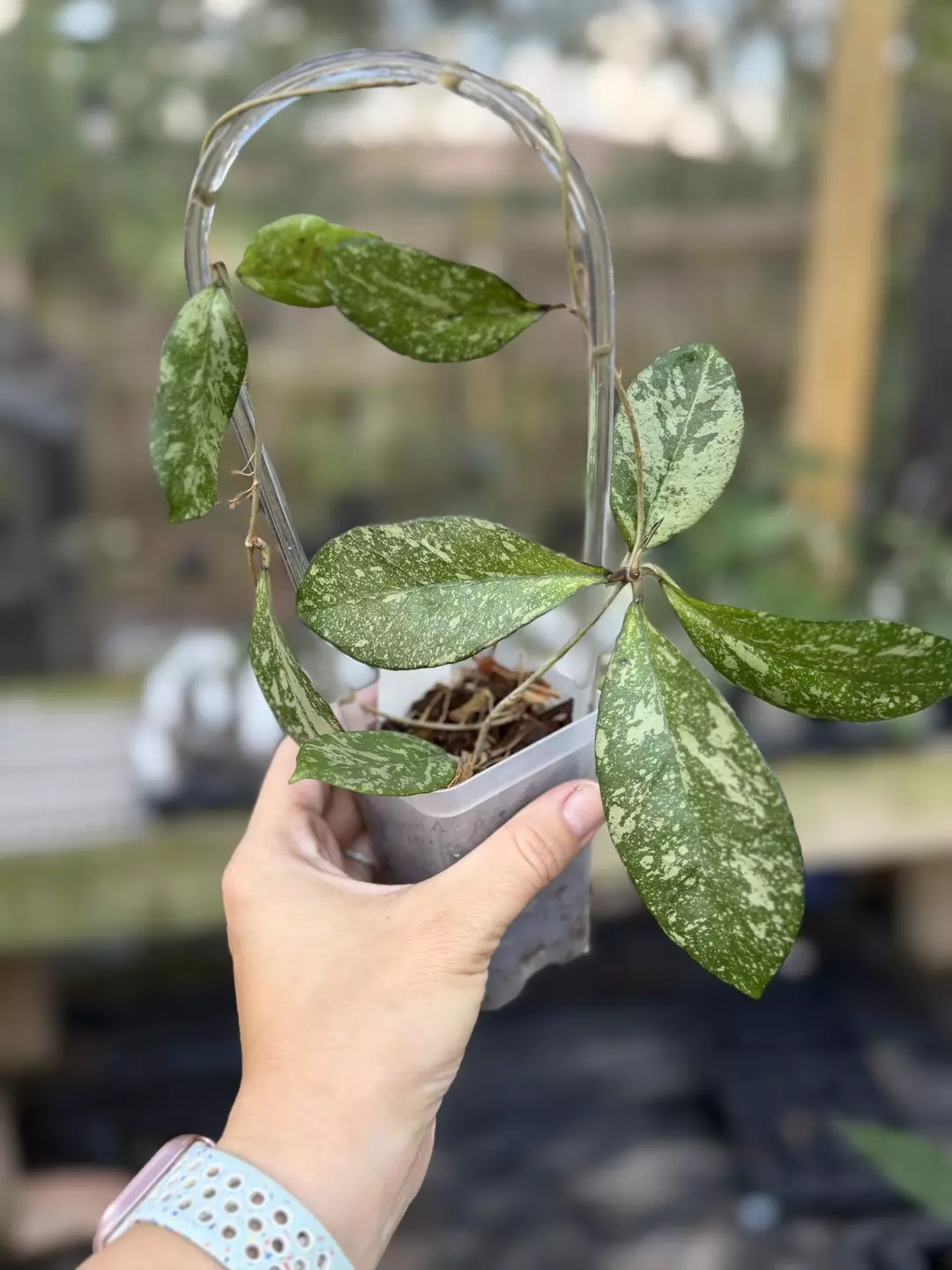 Hoya crassipetiolata x Michele clone 1 thumbnail