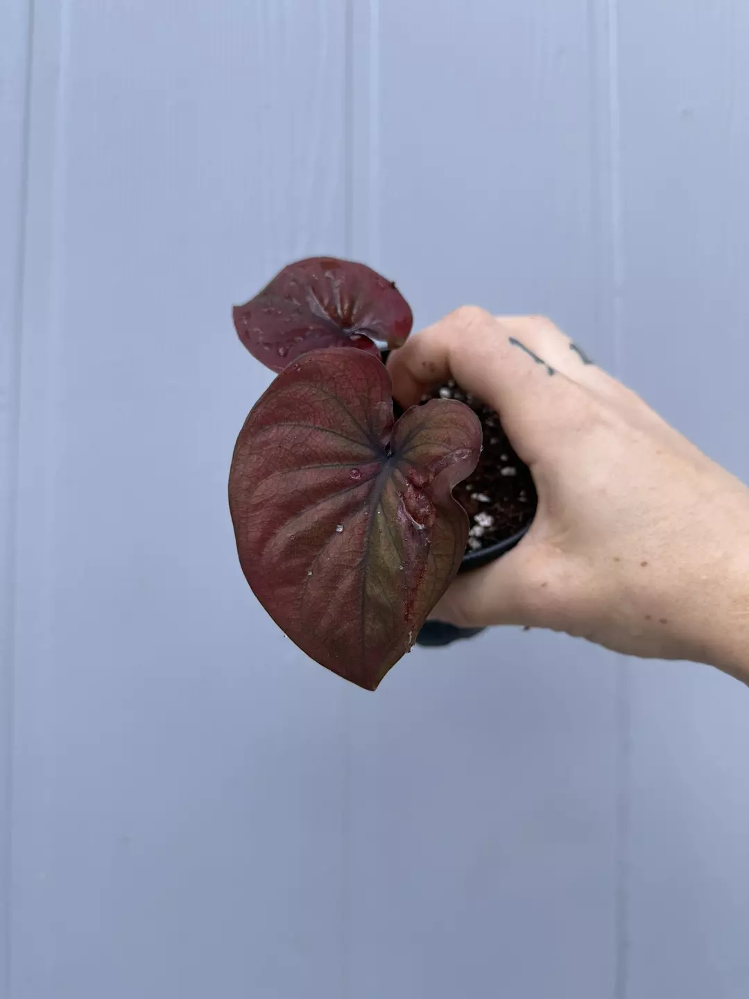 Thai Caladium Hybrid Unknown thumbnail