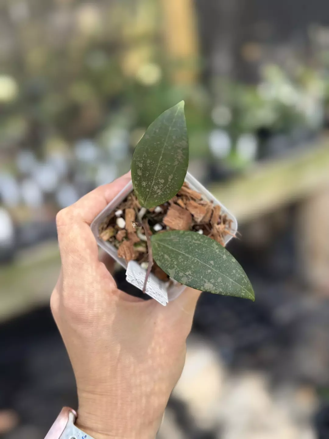 Hoya verticillata Wilbergiae thumbnail