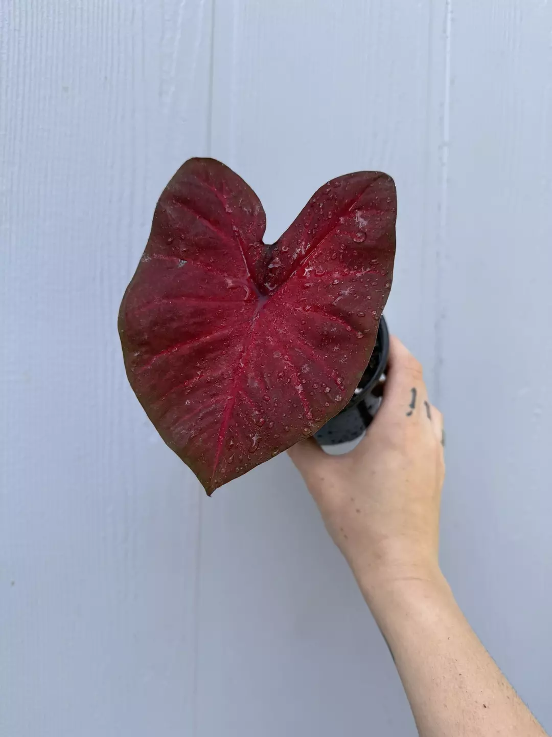 Thai Caladium Hybrid Unknown thumbnail