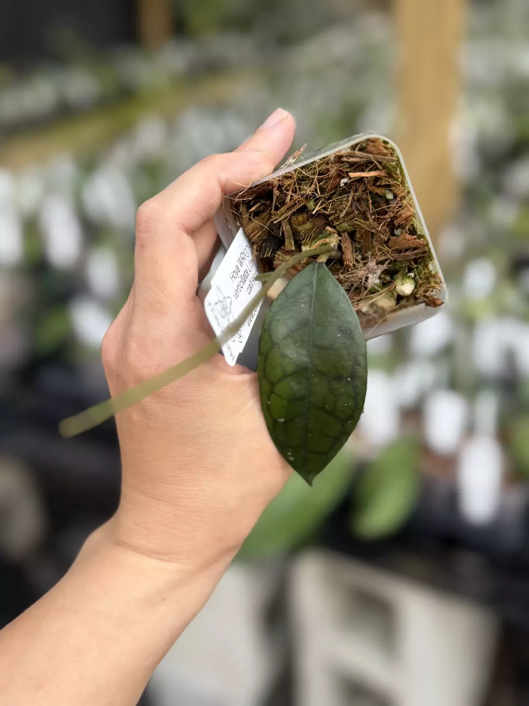 Hoya WRX37-02 (Hoya verticillata Lite Pink x Hoya callistophylla) thumbnail