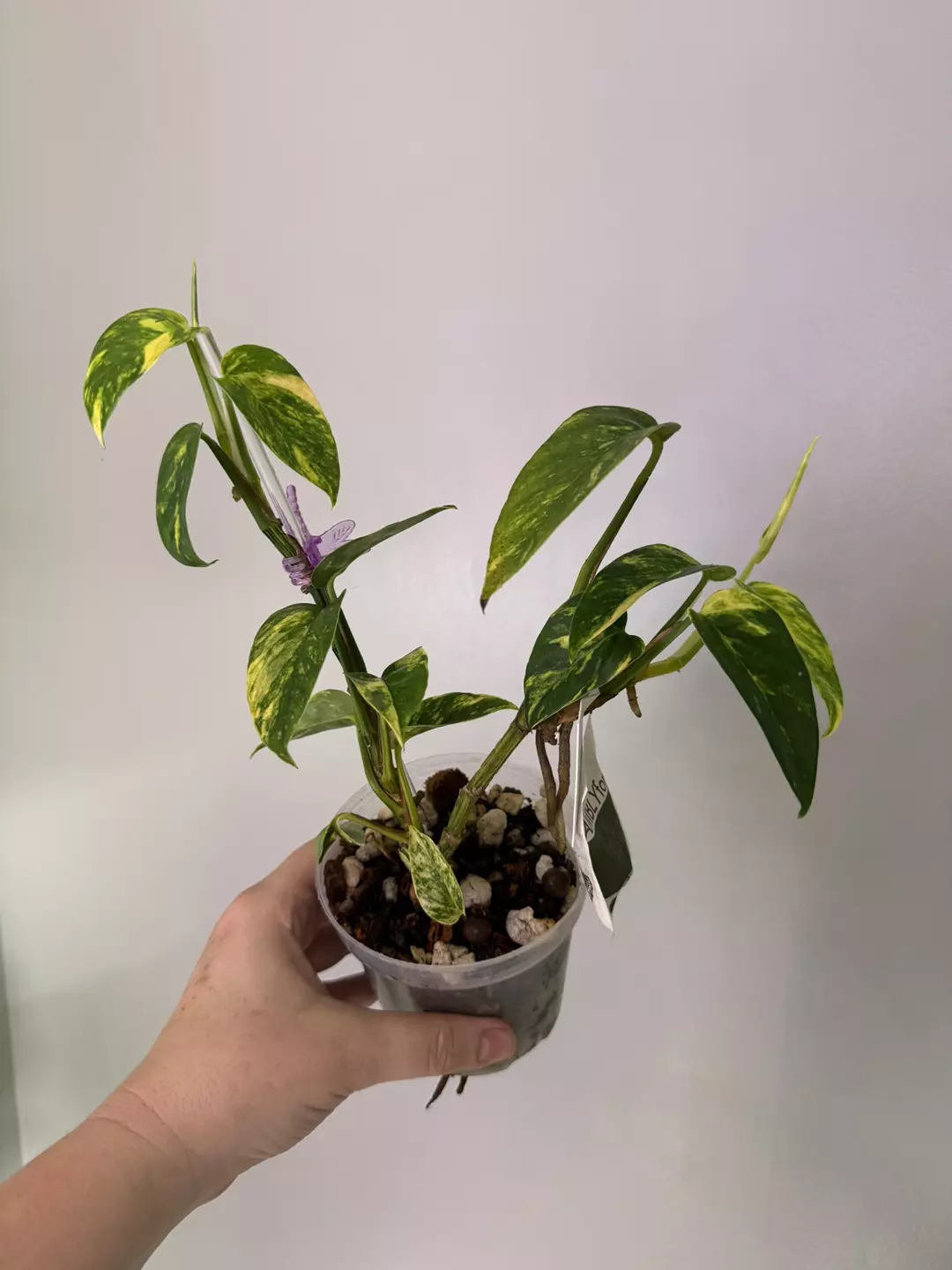 Epipremnum Yellow Flame Variegated thumbnail