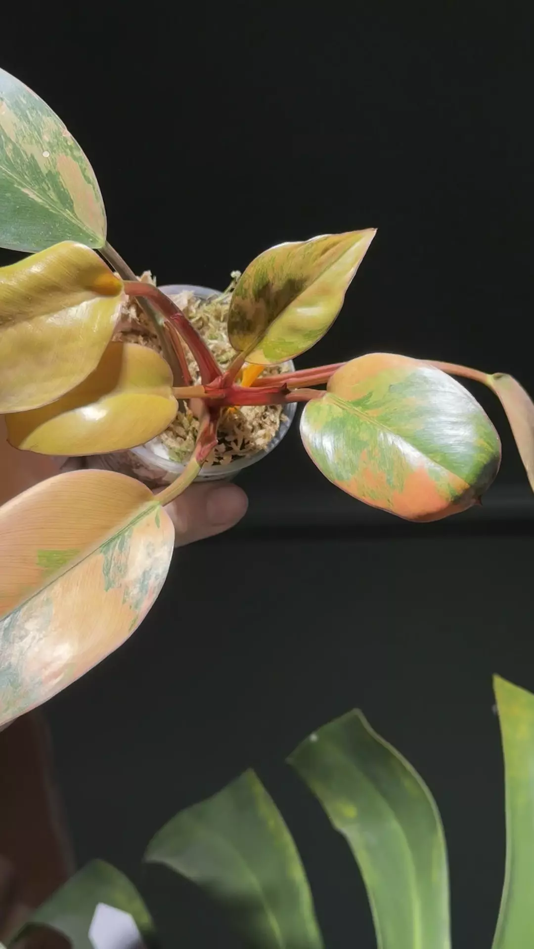 Philodendron Red Congo Var thumbnail