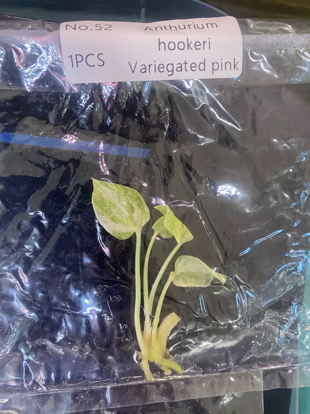 Anthurium Pink Var. TC, exact plant  thumbnail