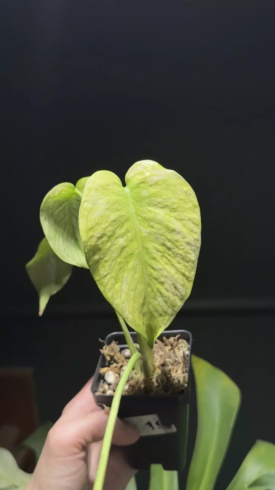 Monstera Mint thumbnail