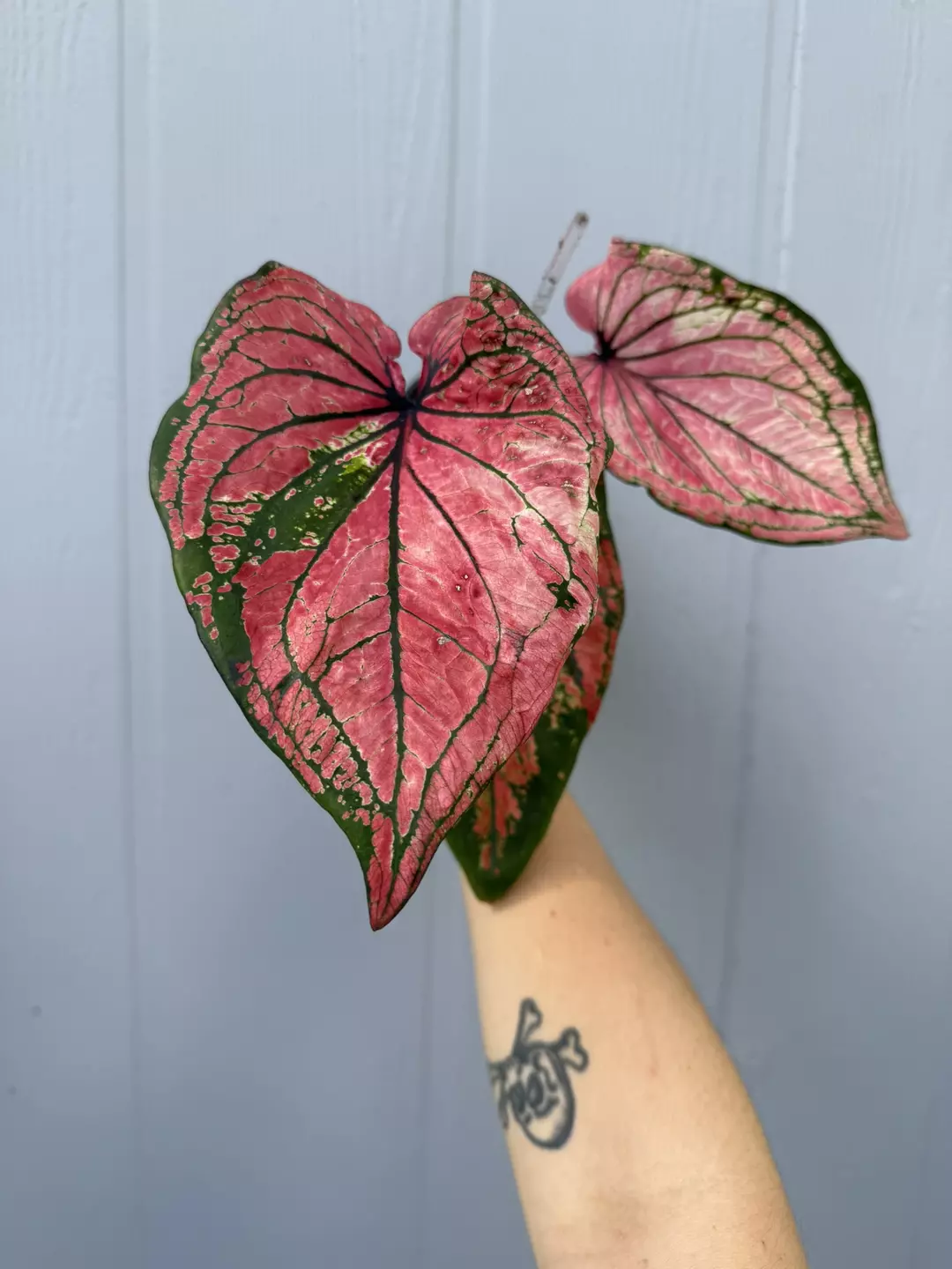 Thai caladium hybrid  thumbnail
