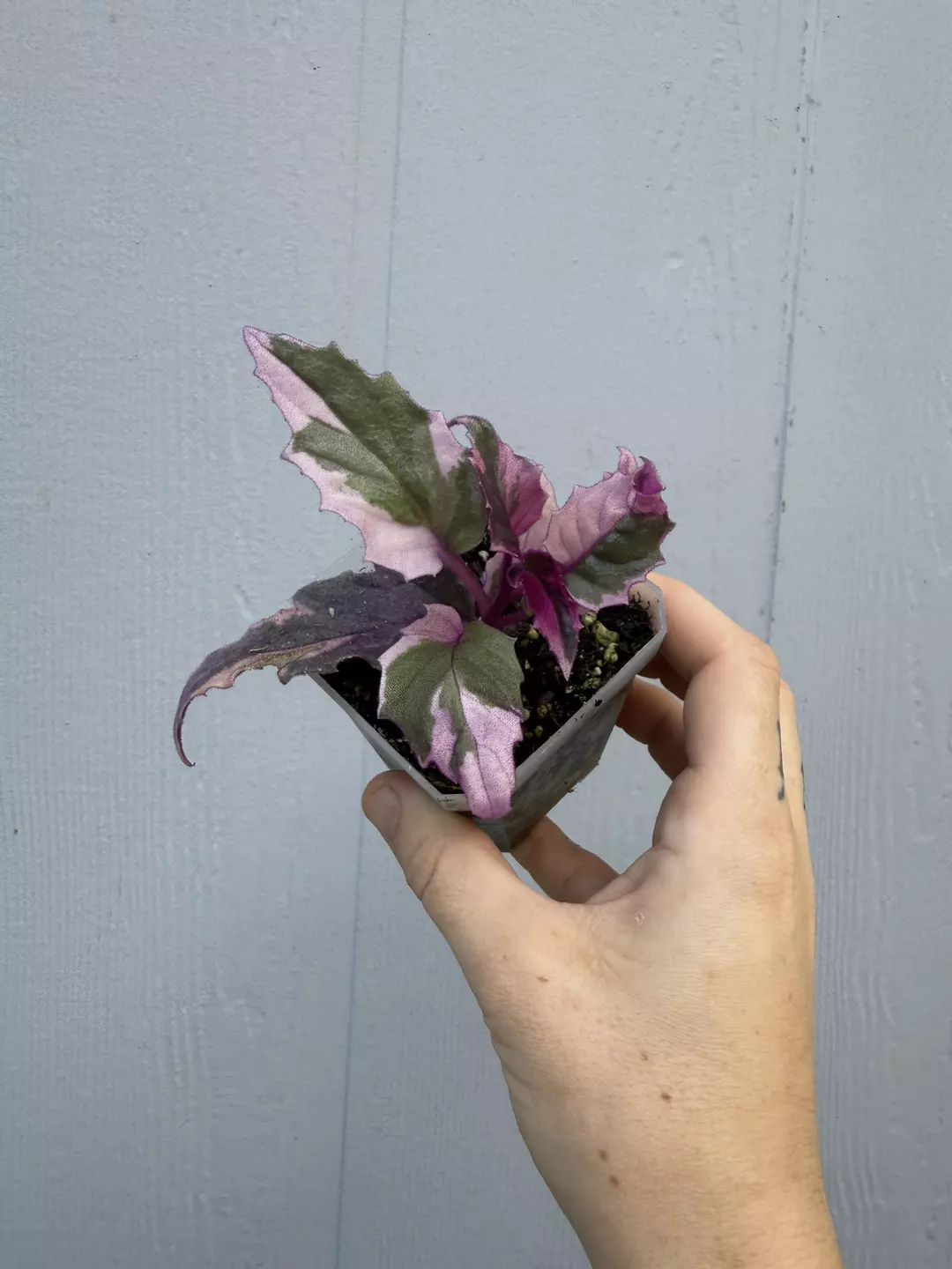 Variegated Purple Passion thumbnail