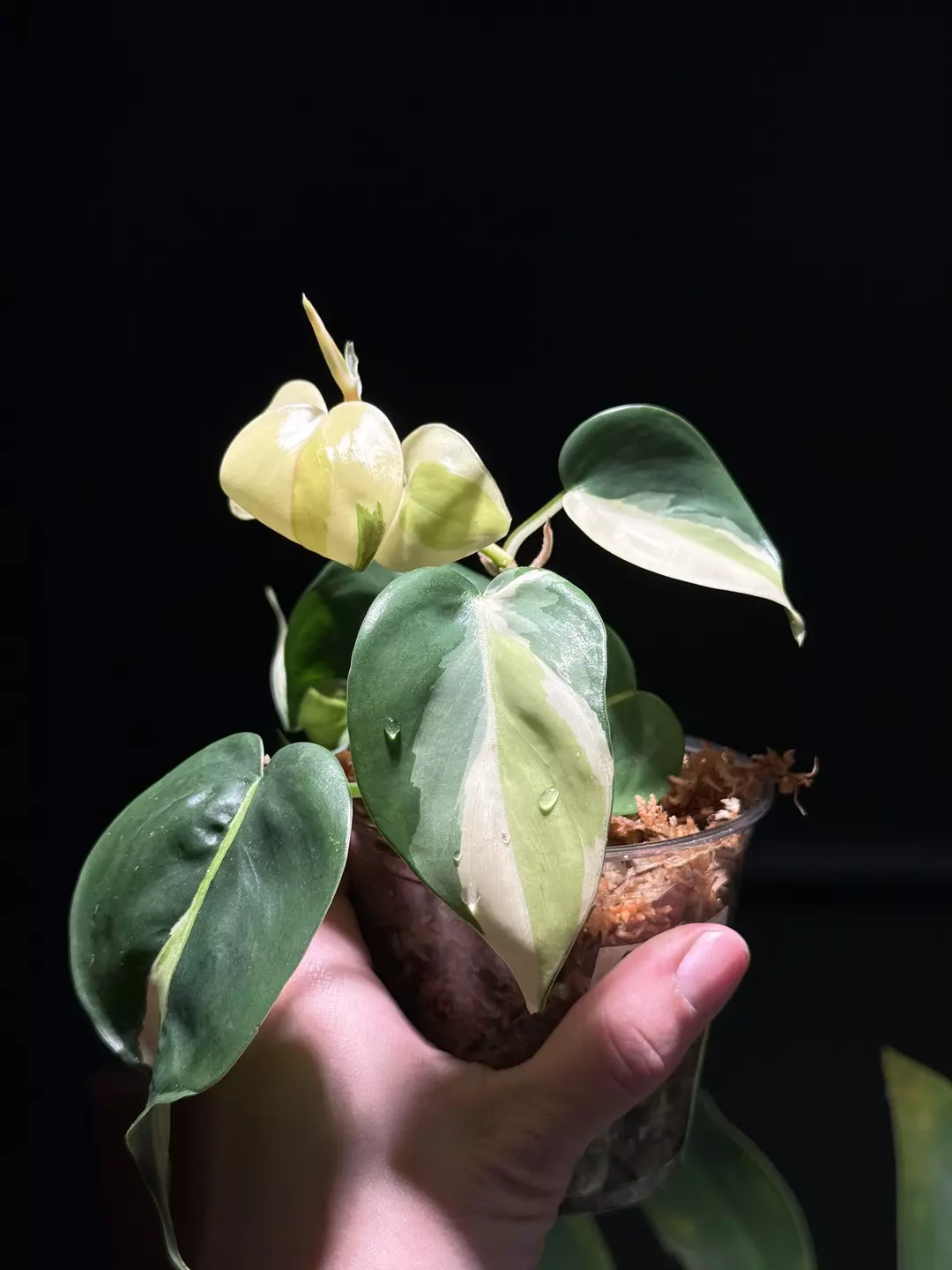 Philodendron Gabby thumbnail