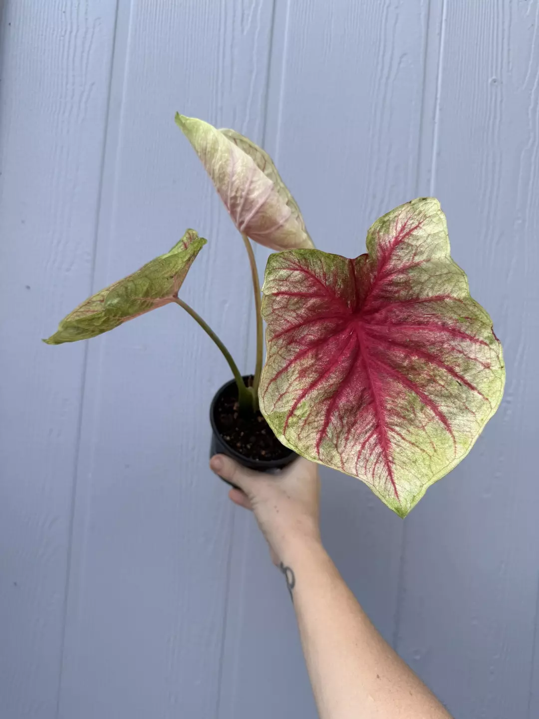 Thai Caladium Hybrid Unknown thumbnail