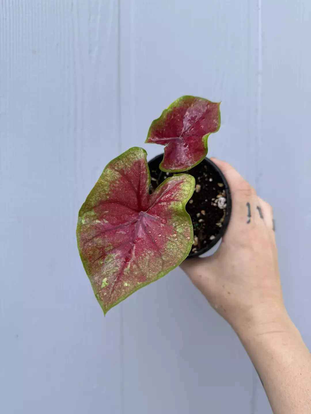 Thai Caladium Hybrid Unknown thumbnail