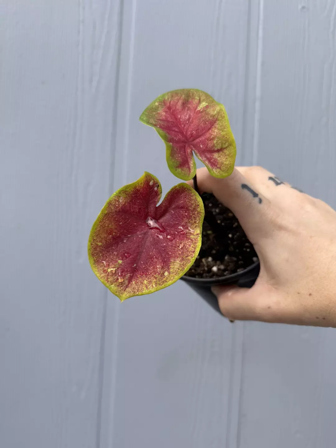 Thai Caladium Hybrid Unknown thumbnail