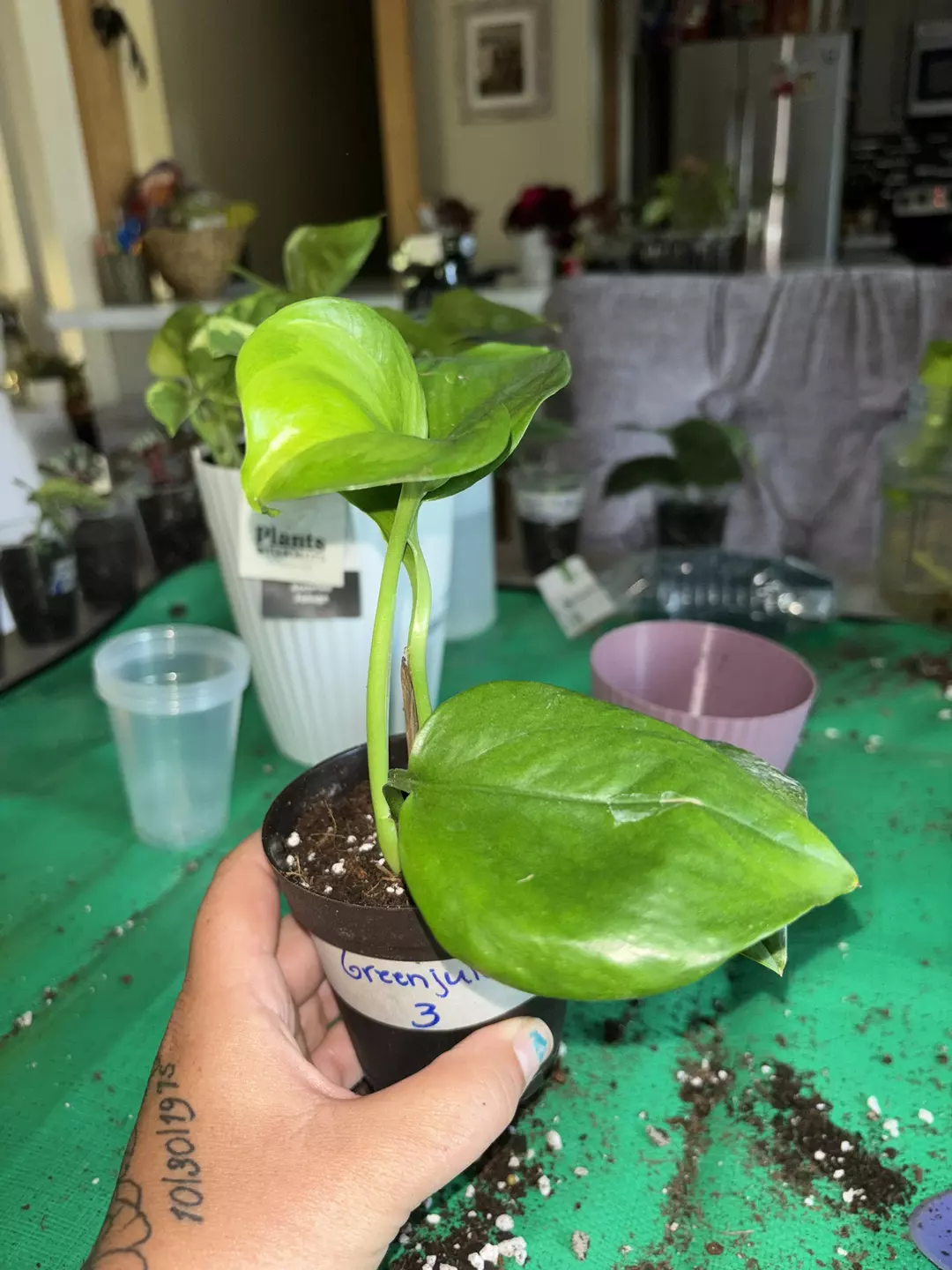 Greenjula Pothos thumbnail