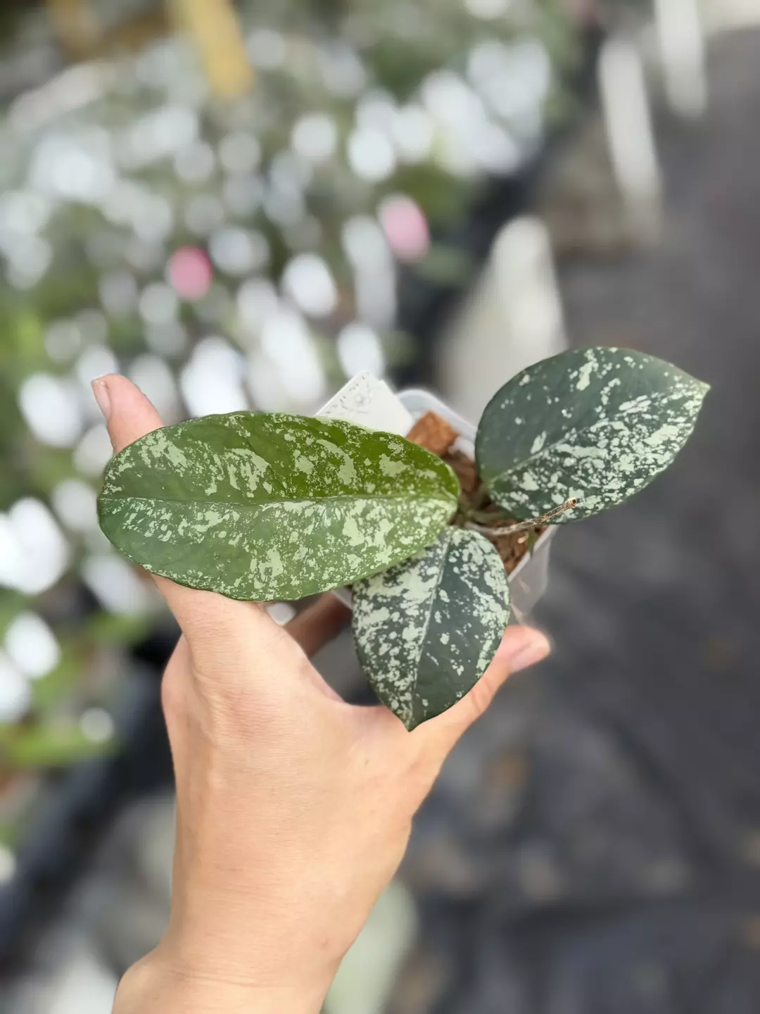 Hoya carnosa freckles thumbnail