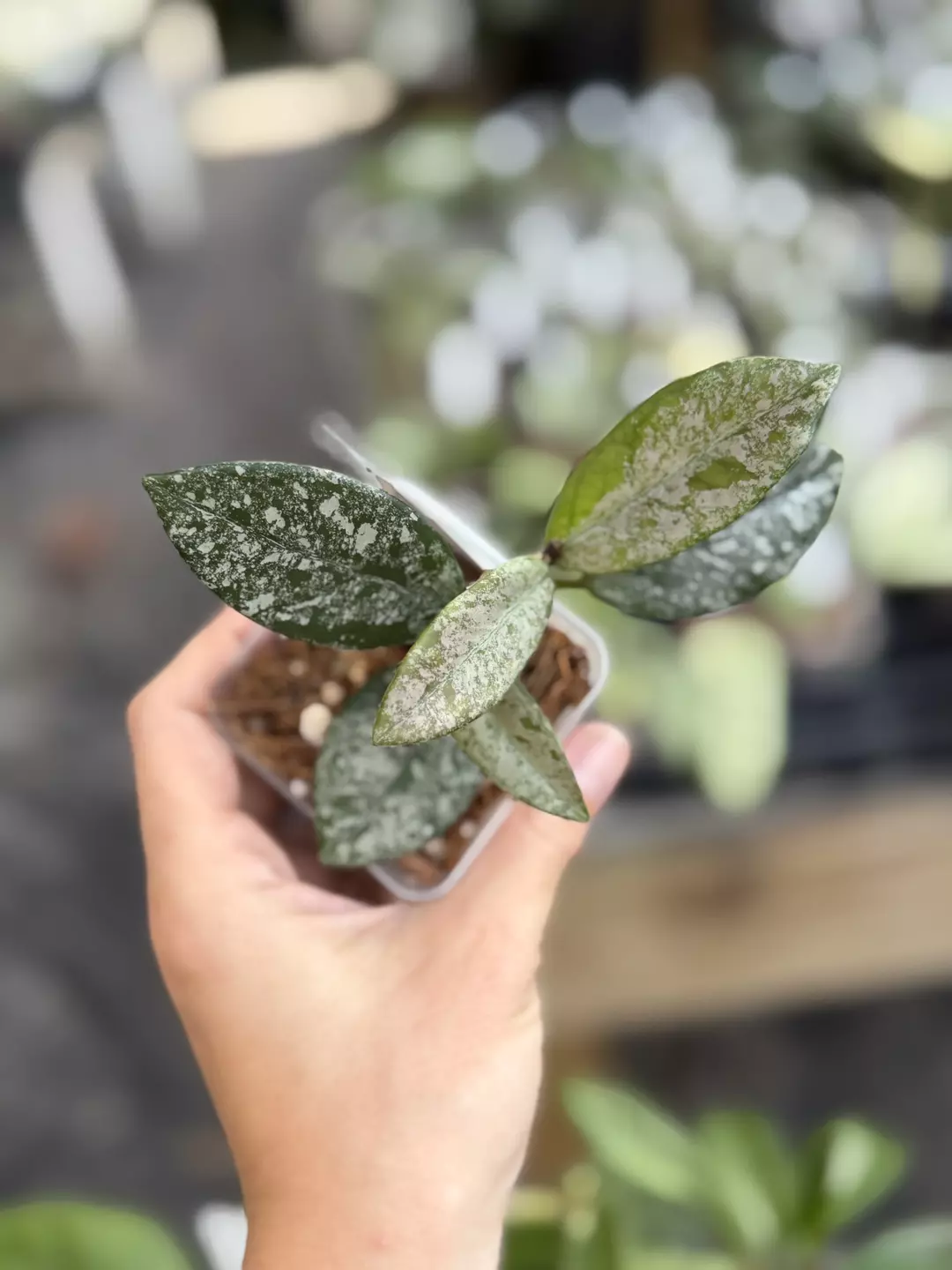 Hoya Wilbur graves thumbnail