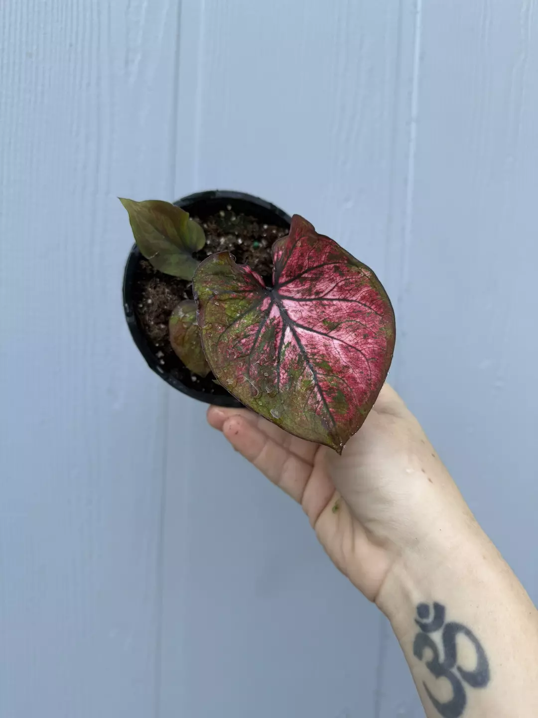 Thai Caladium Hybrid Unknown thumbnail
