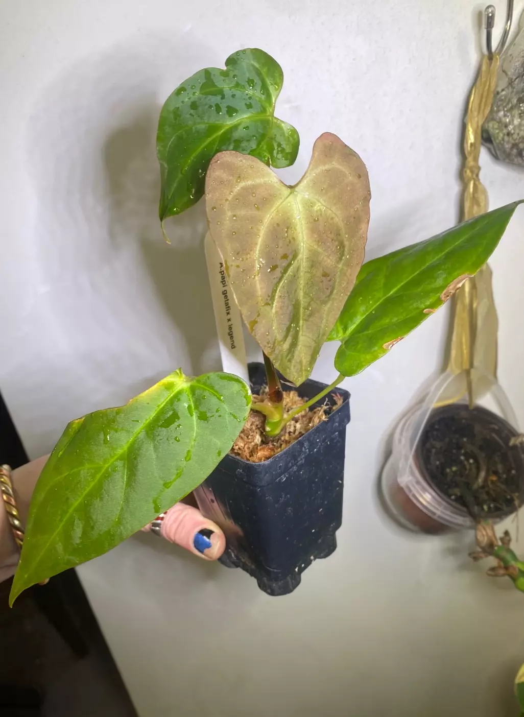 Anthurium Papi Getafix x Legend  thumbnail
