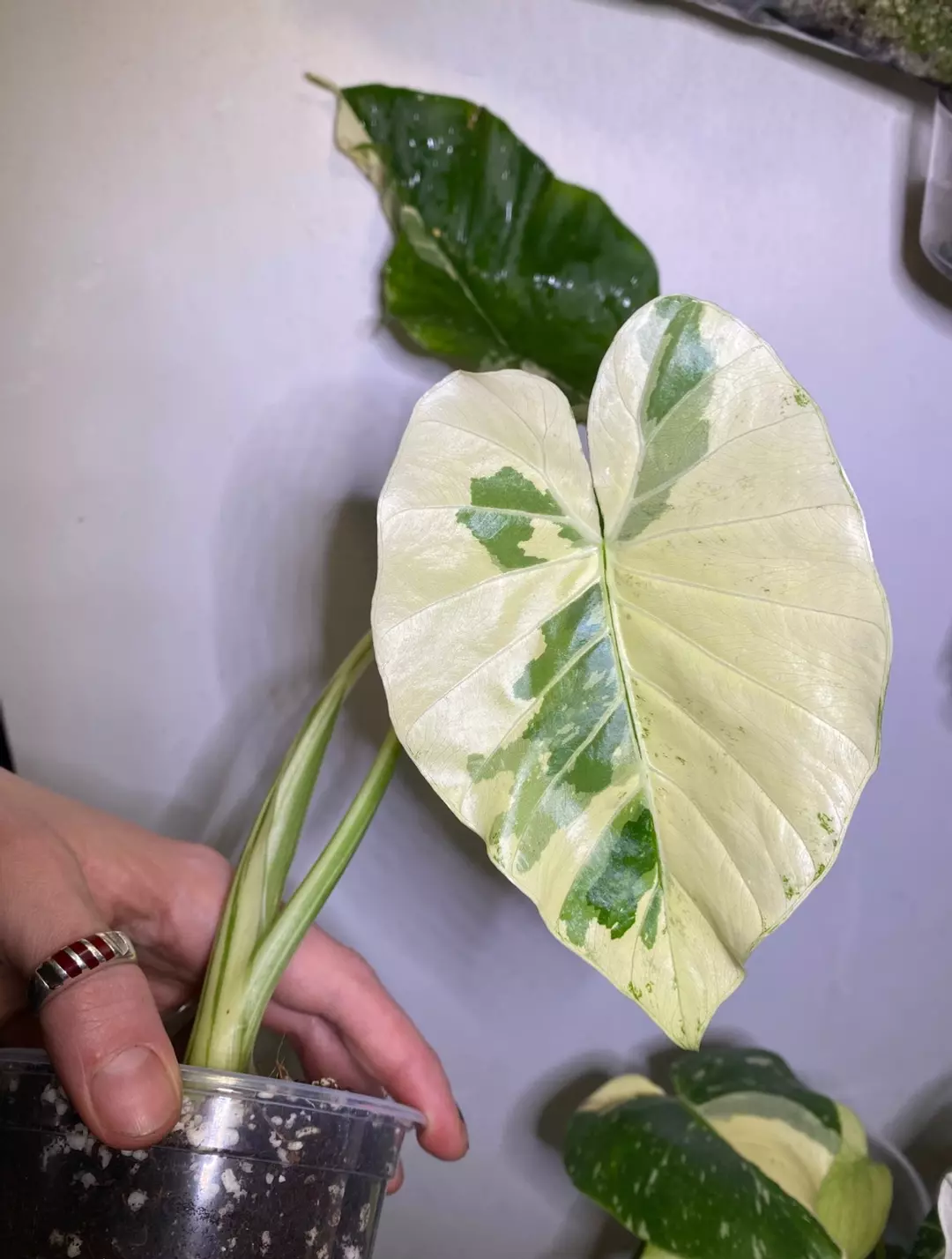 Alocasia Odora Albo in 4” thumbnail