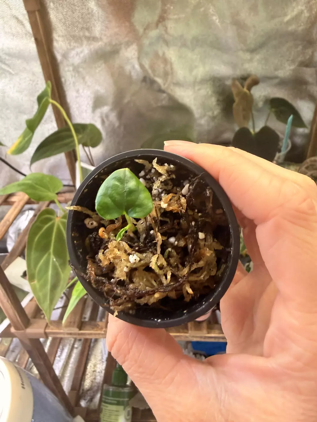 Bvep antalokii seedling thumbnail