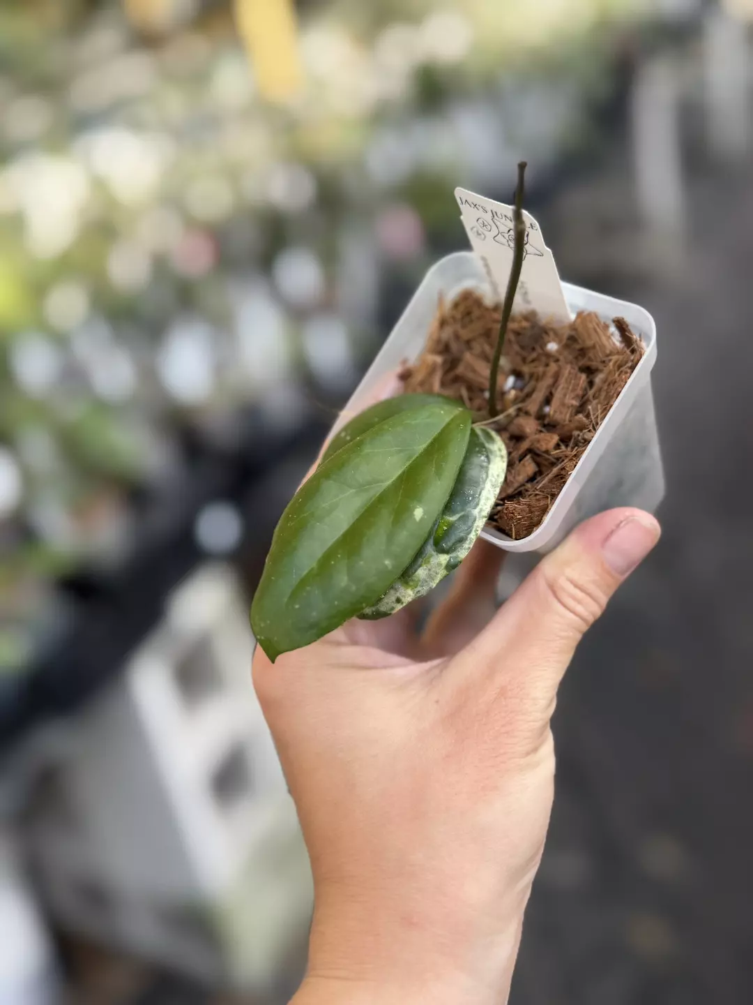 Hoya swiffers mirage thumbnail