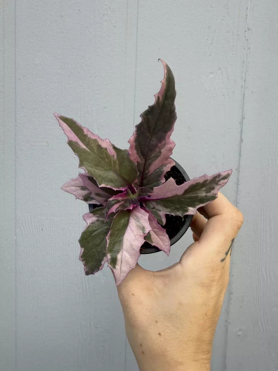 Variegated purple passion  thumbnail