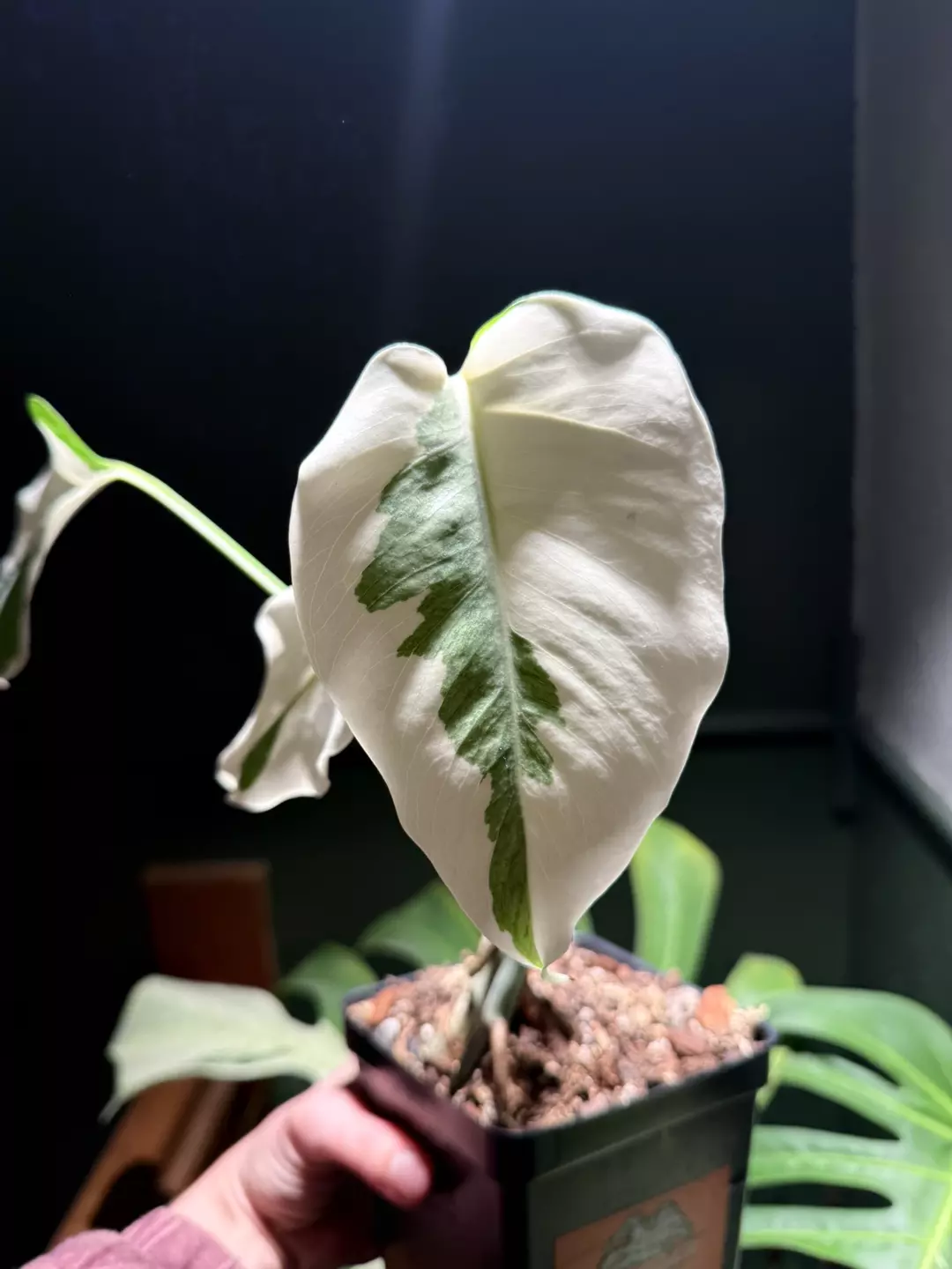 Monstera Albo thumbnail