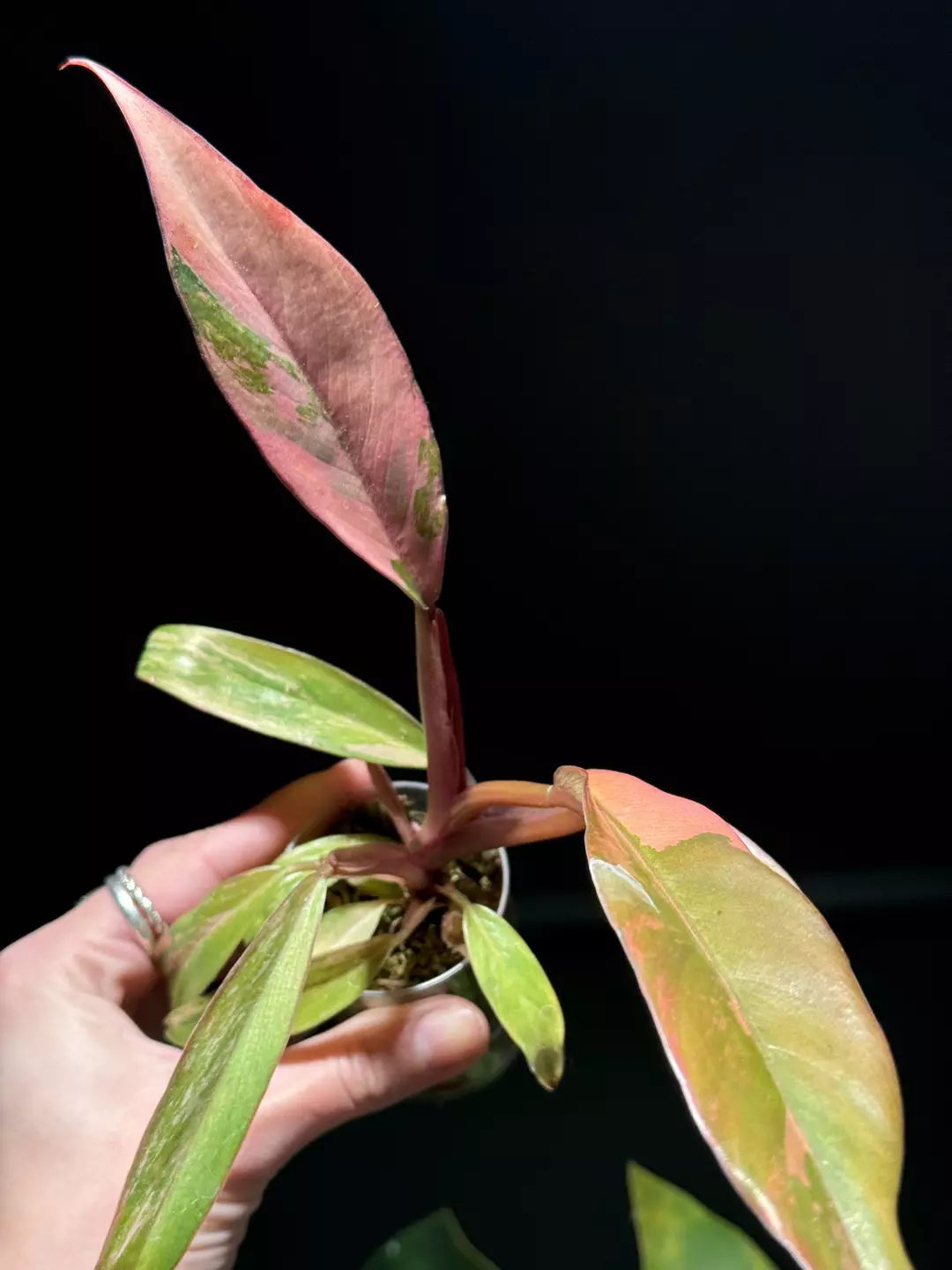 Philodendron Carmel Marble thumbnail