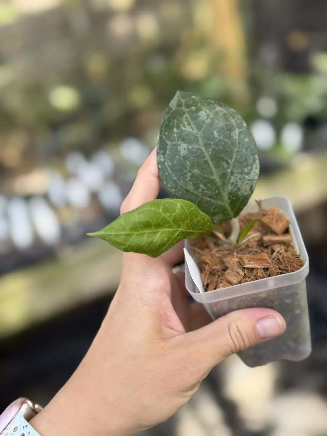 Hoya lampung wayang thumbnail