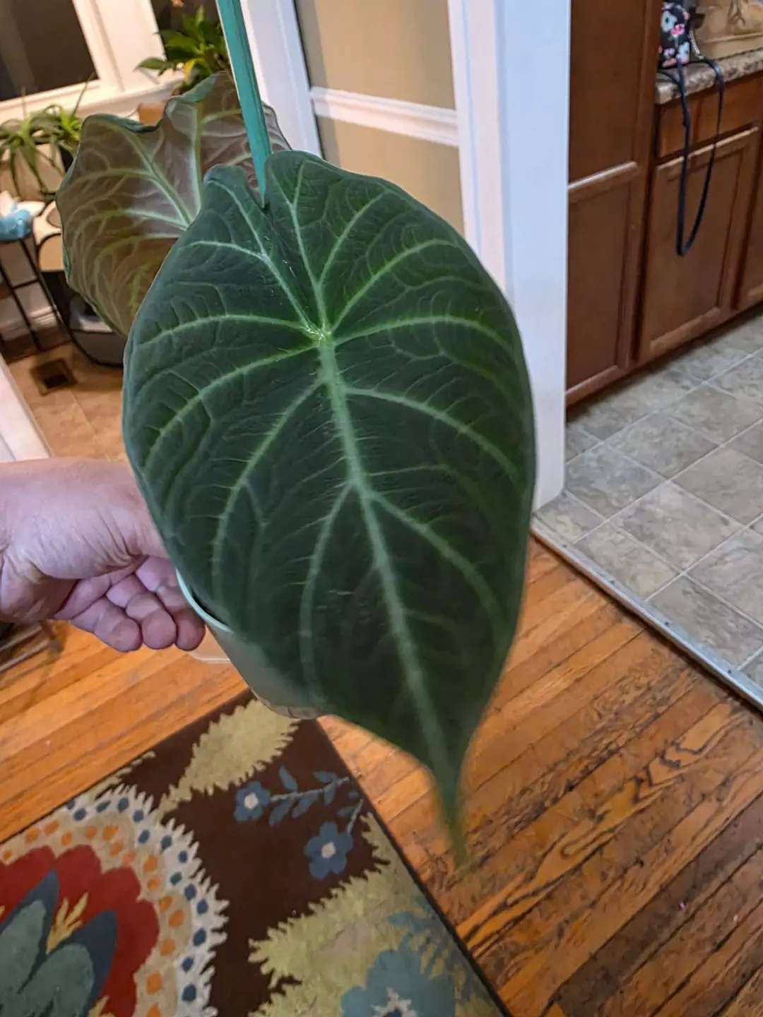 Alocasia maharani thumbnail