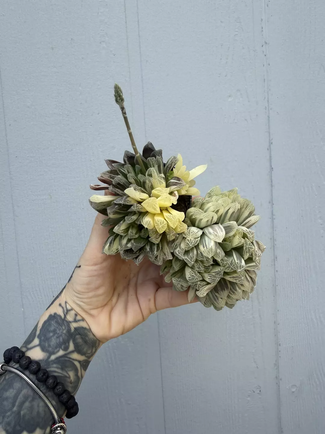 Variegated Haworthia 2” thumbnail