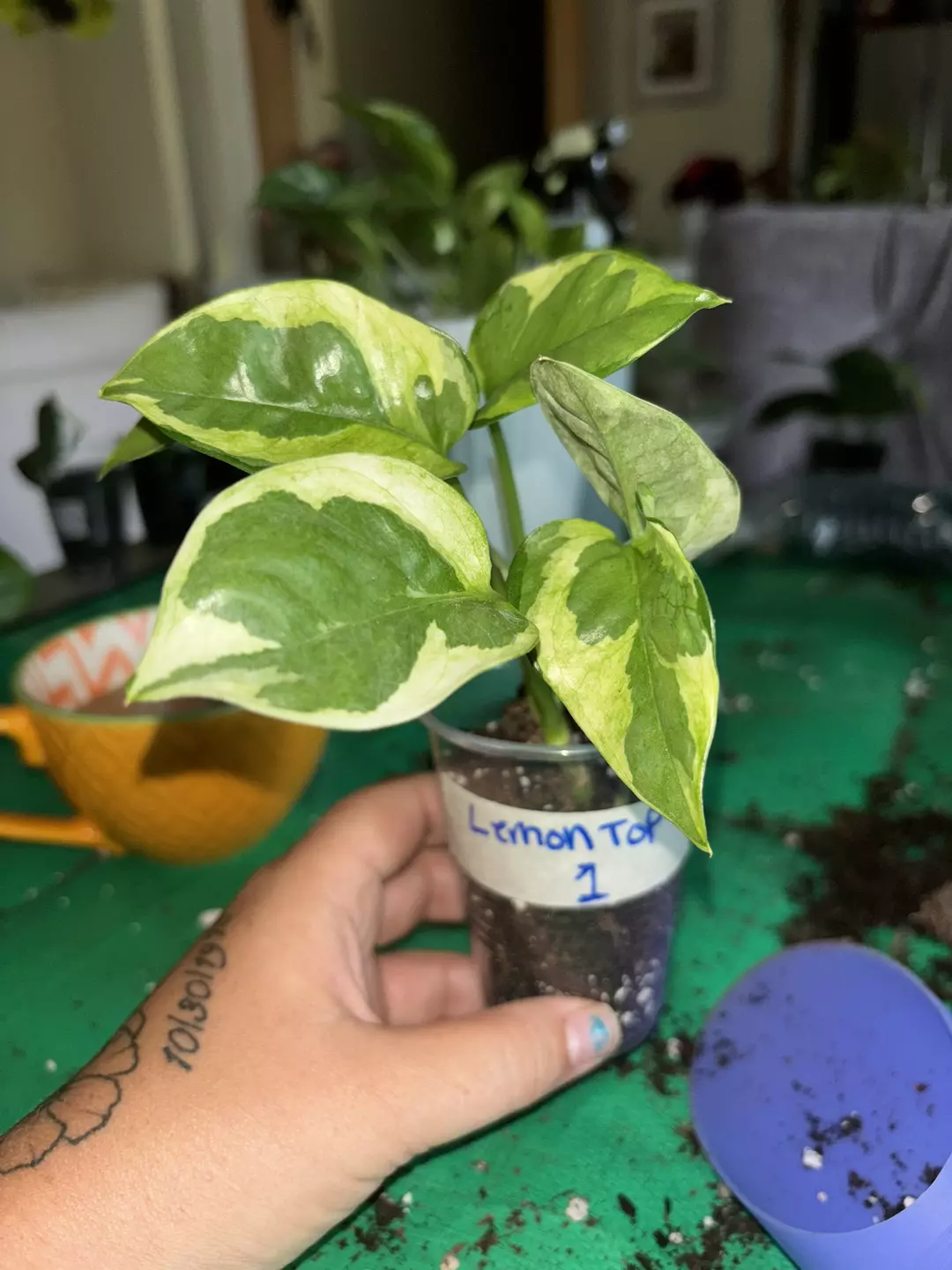 Pothos 'Lemon Top' thumbnail