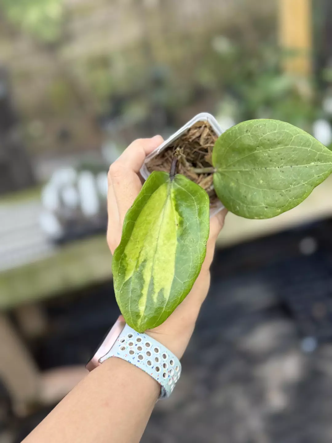 Hoya glabra inner variegated thumbnail
