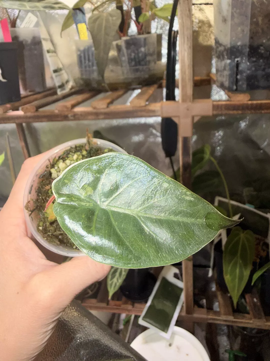 Alocasia Pink Wentii splash thumbnail