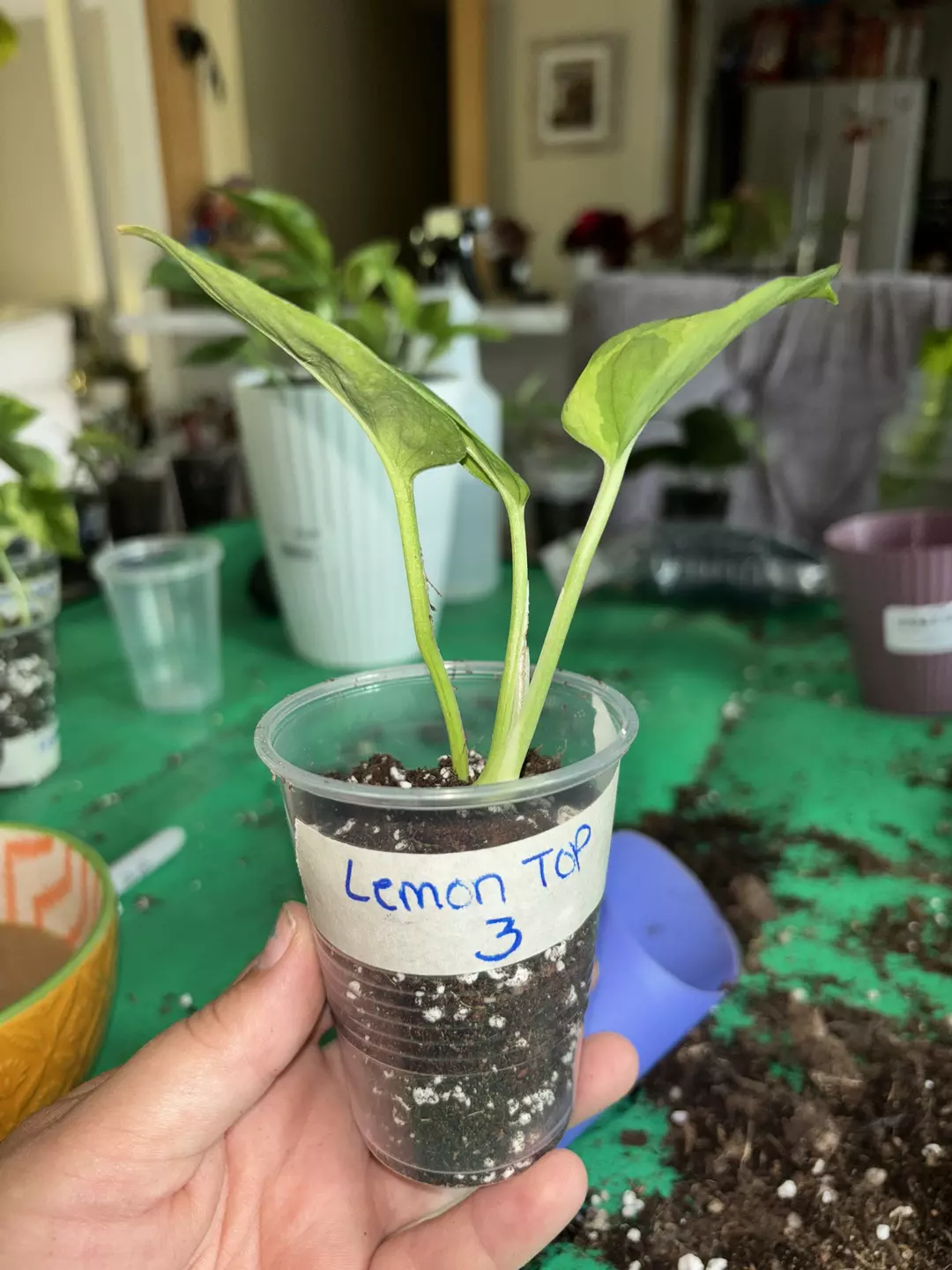Pothos 'Lemon Top' thumbnail