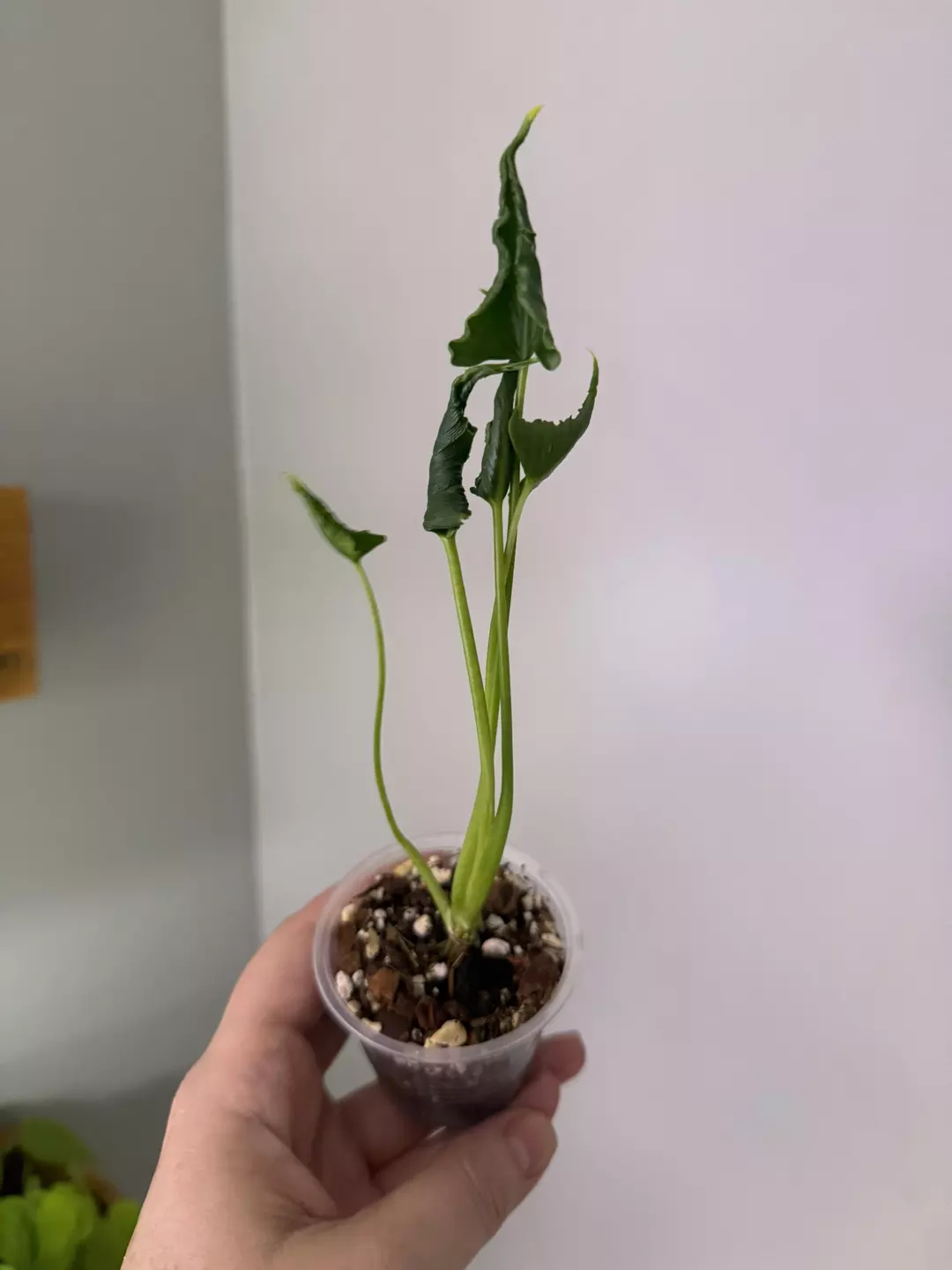 Alocasia Crinkles thumbnail