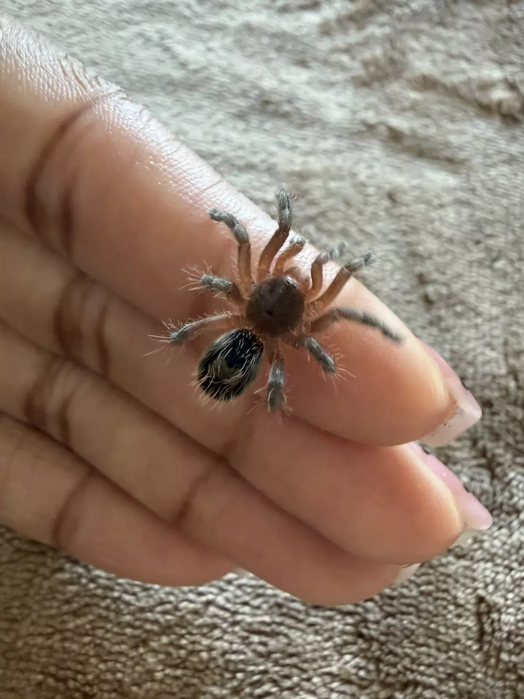 Euthalus manicata green 1”  thumbnail