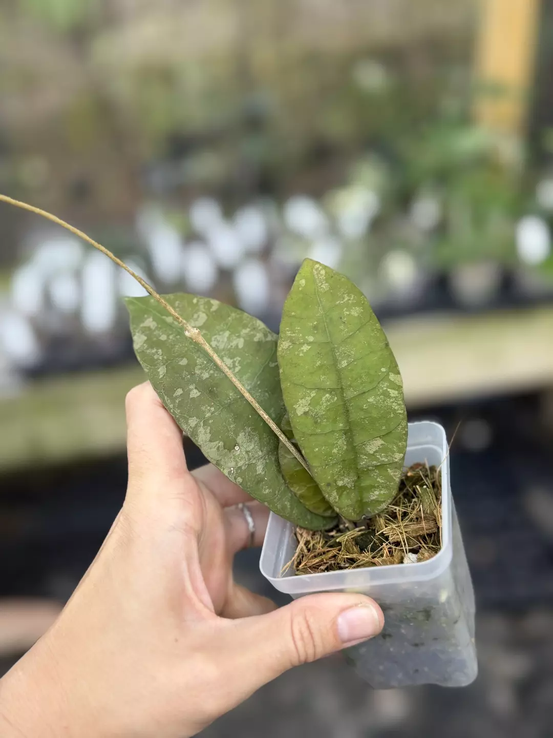 Hoya aff lambii thumbnail